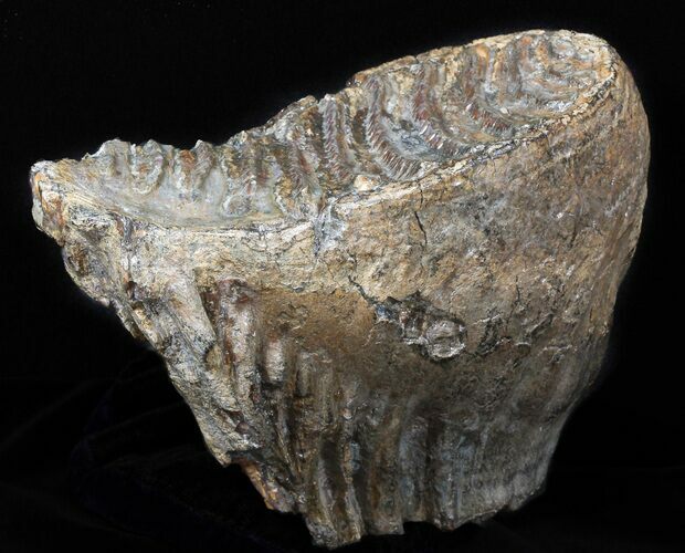 Lower Jaw M Mammoth Molar - Siberia #45354